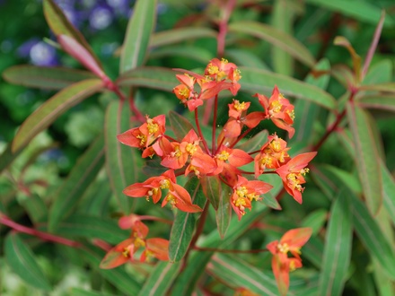 Euphorbia_Fireglow.jpg (Euphorbia griffithii 'Fireglow)