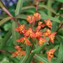 Euphorbia_Fireglow.jpg (Euphorbia griffithii 'Fireglow)
