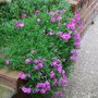Phlox_Douglasii.jpg (Phlox douglasii)