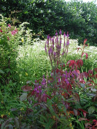 Verbena? (Verbena hastata)