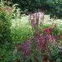 Verbena? (Verbena hastata)