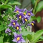 Solanum.jpg (Solanum crispum)