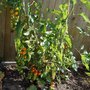 Sunblush tomatoes ripening