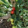 'Nectar Tomatoes'