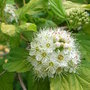 Physocarpus opulifolius