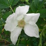 Rosa_rugosa__alba_