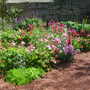 Border_in_sunlight