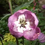 Delphinium 'Guinevere' (Delphinium 'Guinevere')