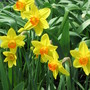 Daffodils
