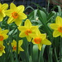 narcissus