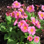primrose (Primula vulgaris (Native primrose))