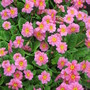 carpet of primrose (Primula vulgaris (Native primrose))