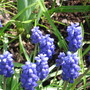 grape hyacinth (Muscari armeniacum (Grape hyacinth))