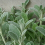 lambs ear (Stachys byzantina)