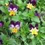 viola (viola odorata, viola tricolor)