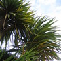 Cabbage Tree 1 (Cordyline australis)
