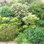 The shrubbery in front of the house.