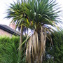 Cabbage Tree 2 (Cordyline australis)
