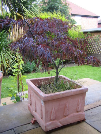 Japanese Acer 1 (Acer palmatum)