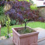 Japanese Acer 1 (Acer palmatum)