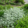 Artemisia ludoviciana 'silver queen'  great in moonlight. (Artemisia ludoviciana (Western mugwort))