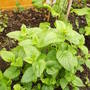 Lemon_balm