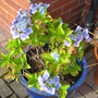 Blue Hydrangea (Hydrangea macrophylla)