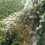 Rambling rose