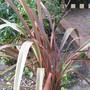 Cordyline (Cordyline)