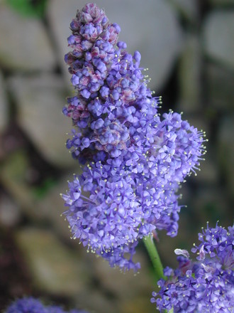 Ceanothus (Ceanothus thyrsiflorus repens)
