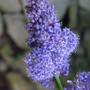 Ceanothus thyrsiflorus repens