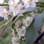 Chokecherry flowers (Prunus virginiana)