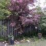 The crabapple tree in bloom (Malus)