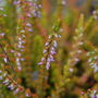 Prostrate orange heather (Calluna vulgaris)