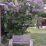 Purple lilac tree in bloom (Syringa vulgaris)