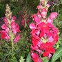Red Antirrhinums (Antirrhinum majus)