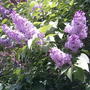 Purple lilacs (Syringa vulgaris)