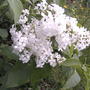 White lilacs (Syringa vulgaris (Common lilac))