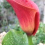 Zantedeschia 'Captain Safari' (Zantedeschia aethiopica (Arum lily))