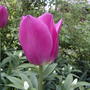 Late blooming pink tulip (Tulipa)