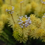 Valerie Proudley heather (Erica vagans)