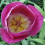 Pink tulip, insect viewpoint (Tulipa)