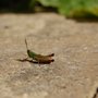 Grasshopper