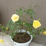 Stressed and pruned rose 1