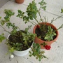 White and red rose, pruned and infested by black aphids