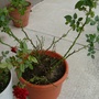 Close-up of the red rose