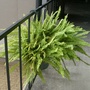 Boston fern 