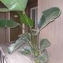 Big green plant  - a gift from my mother. 