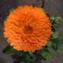 Pot Marigold (Calendula officinalis (English marigold))