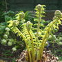 Dicksonia